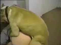 A poor amateur wife is bonked by Brown Pitbull.